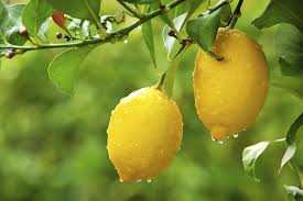 limones meyer